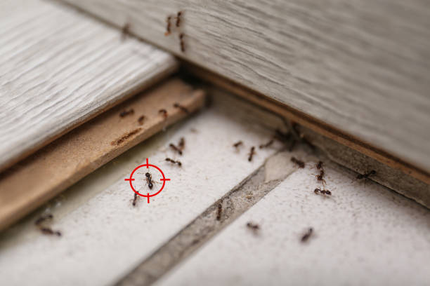 Best Pest Control Near Me  in Lamont, MI