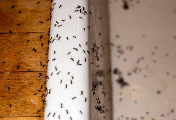 Pest Control Cost in Lamont, MI